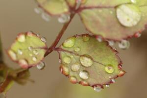 close up of rain drops on a leaf photo