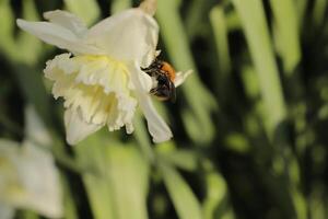 white yellow daffodil photo