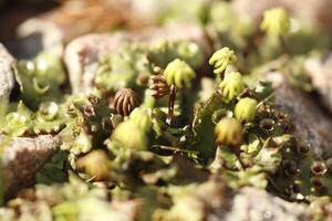 macro photo of Juniper Haircap moss