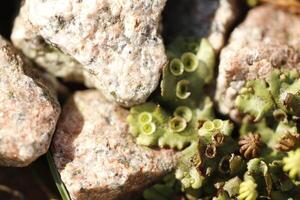 macro photo of Juniper Haircap moss
