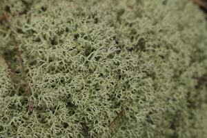 icelandic moss or reindeer moss photo