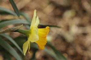 yellow daffodil in the garden photo