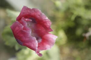 cultivated red white poppy photo