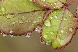 close up of rain drops on a leaf photo