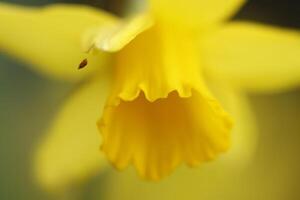 close up yellow daffodil in the garden photo