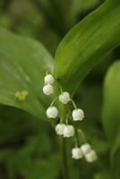 lily of the valley photo