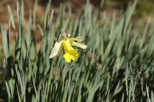 yellow daffodil in the garden photo