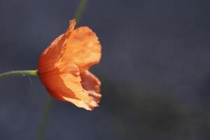 salvaje amapola flores en el verano foto