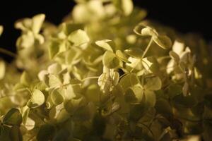 white hydrangea flowers partly in the sunlight photo