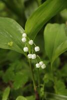 lily of the valley photo