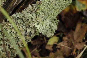 icelandic moss or reindeer moss photo