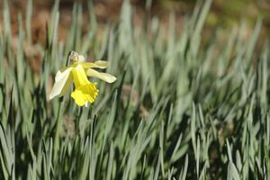 amarillo narciso en el jardín foto