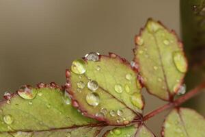 close up of rain drops on a leaf photo