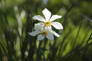 yellow daffodil in the garden photo