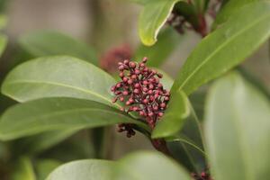 floreciente skimmia flores foto