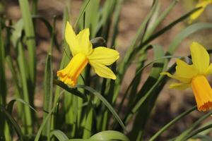 yellow daffodil in the garden photo