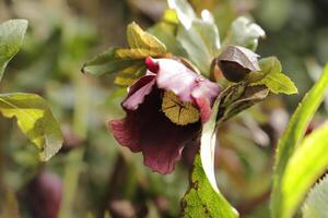 dark red Christmas rose photo