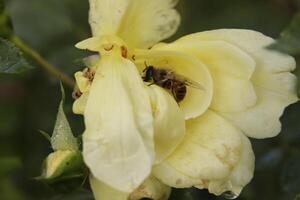 close up of a yellow rose with a honey bee photo