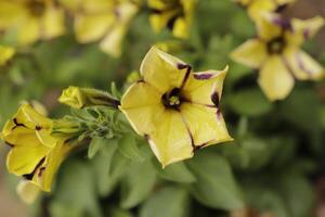 amarillo azul petunia foto