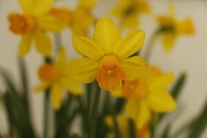 yellow daffodil in the garden photo