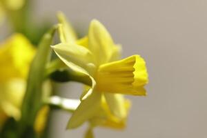 amarillo narciso en el jardín foto