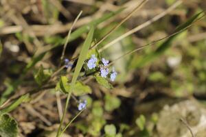 forget me not flowers a fragile blue flower photo
