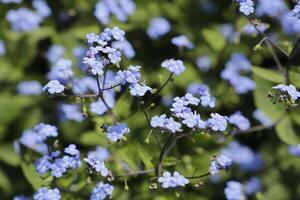 forget me not flowers a fragile blue flower photo