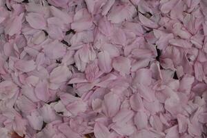 close up of japanese cherry blossom leaves photo