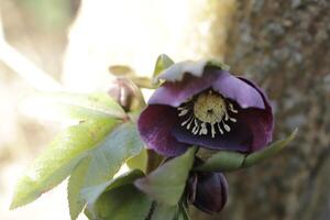 dark red Christmas rose photo