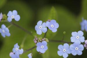 forget me not flowers a fragile blue flower photo