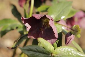 dark red Christmas rose photo