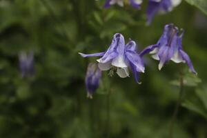 Blue white Columbine flowers blooming in May. You can find them in many colors photo