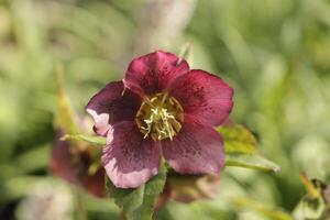 dark red Christmas rose photo