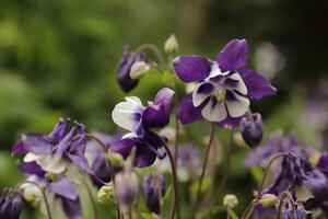 Blue white Columbine flowers blooming in May. You can find them in many colors photo