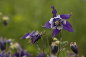 Blue white Columbine flowers blooming in May. You can find them in many colors photo