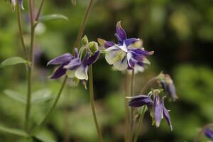 Blue white Columbine flowers blooming in May. You can find them in many colors photo