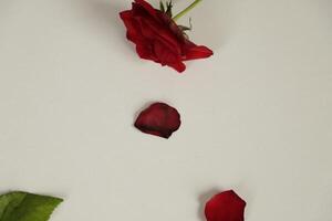 red roses lie on a white paper photo