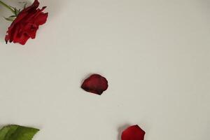 red roses lie on a white paper photo