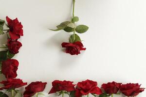 red roses lie on a white paper photo