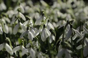 close up of white snow drops. the first flowers to bloom in january photo