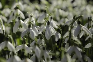close up of white snow drops. the first flowers to bloom in january photo