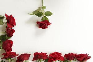 red roses lie on a white paper photo