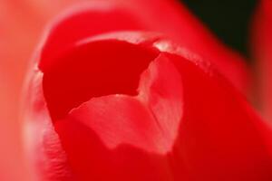 macro photo of a red tulip