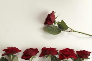 red roses lie on a white paper photo