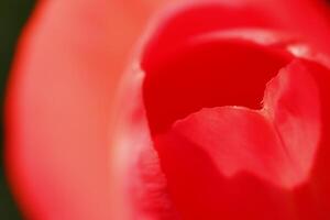 macro photo of a red tulip