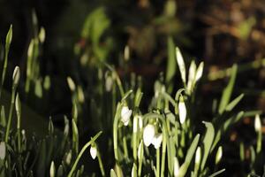 close up of white snow drops. the first flowers to bloom in january photo