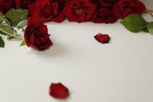 red roses lie on a white paper photo