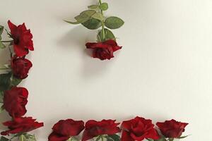 red roses lie on a white paper photo