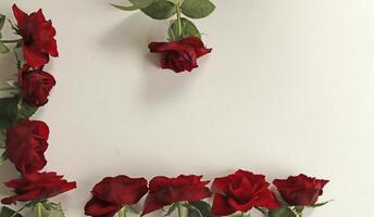 red roses lie on a white paper photo