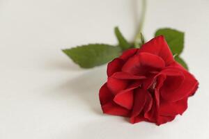 red roses lie on a white paper photo